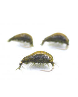 GAMMARUS DK OLIVE #12